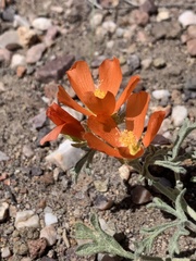 Sphaeralcea grossulariifolia