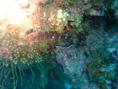 Tripterygion delaisi