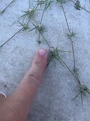Spergula arvensis