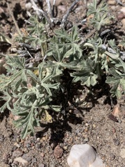 Sphaeralcea grossulariifolia