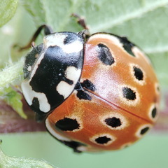 Anatis ocellata