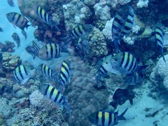 Abudefduf vaigiensis