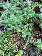 Lycopodium clavatum