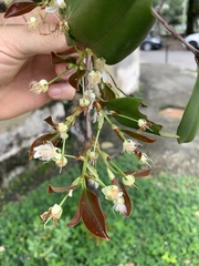 Eugenia brasiliensis