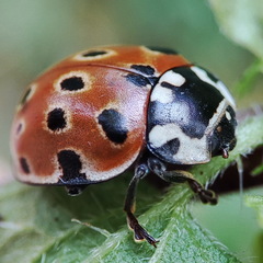 Anatis ocellata