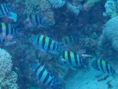 Abudefduf vaigiensis