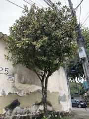 Eugenia brasiliensis