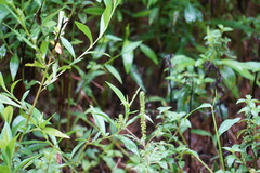 Ambrosia artemisiifolia