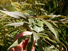 Rabdophaga rosaria