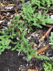 Lycopodium clavatum
