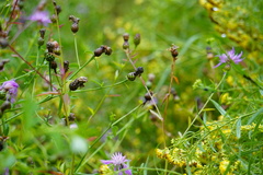 Centaurea nigrescens