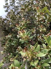 Eugenia brasiliensis