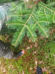 Abies balsamea