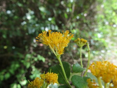 Azara serrata