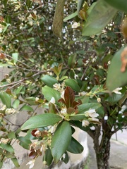 Eugenia brasiliensis