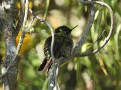 Sephanoides sephaniodes