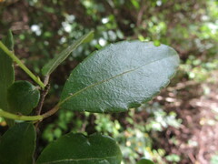 Azara serrata
