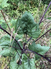 Arnoglossum atriplicifolium