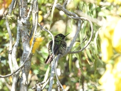 Sephanoides sephaniodes