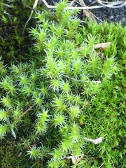 Racomitrium canescens