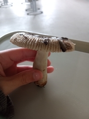 Fungi