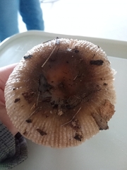 Fungi