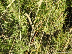Dactylis glomerata hispanica