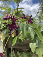 Wisteriopsis reticulata