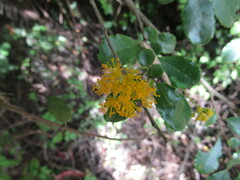 Azara serrata