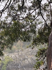 Chamaecyparis thyoides