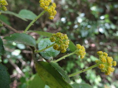 Azara serrata