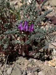 Astragalus lentiginosus diphysus