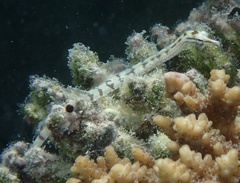 Corythoichthys flavofasciatus