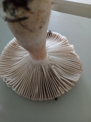 Fungi