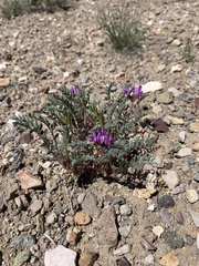 Astragalus lentiginosus diphysus