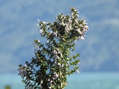 Rhaphithamnus spinosus