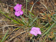 Dianthus seguieri