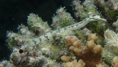 Corythoichthys flavofasciatus