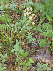 Apioideae