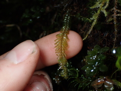 Plagiochila