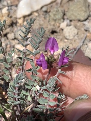 Astragalus lentiginosus diphysus
