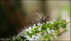 Cylindromyia intermedia