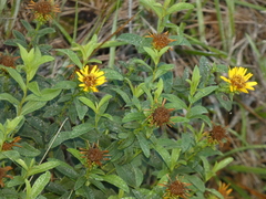 Pentanema spiraeifolium