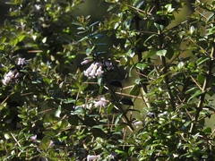 Rhaphithamnus spinosus