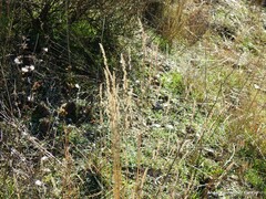 Dactylis glomerata hispanica