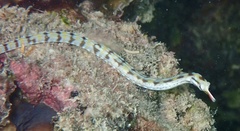 Corythoichthys flavofasciatus