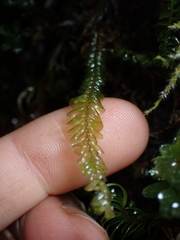 Plagiochila