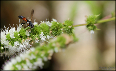 Cylindromyia intermedia