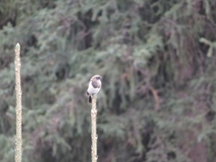 Phoenicurus coeruleocephala