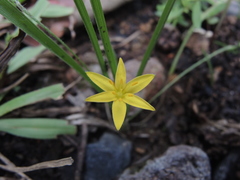 Hypoxis mexicana